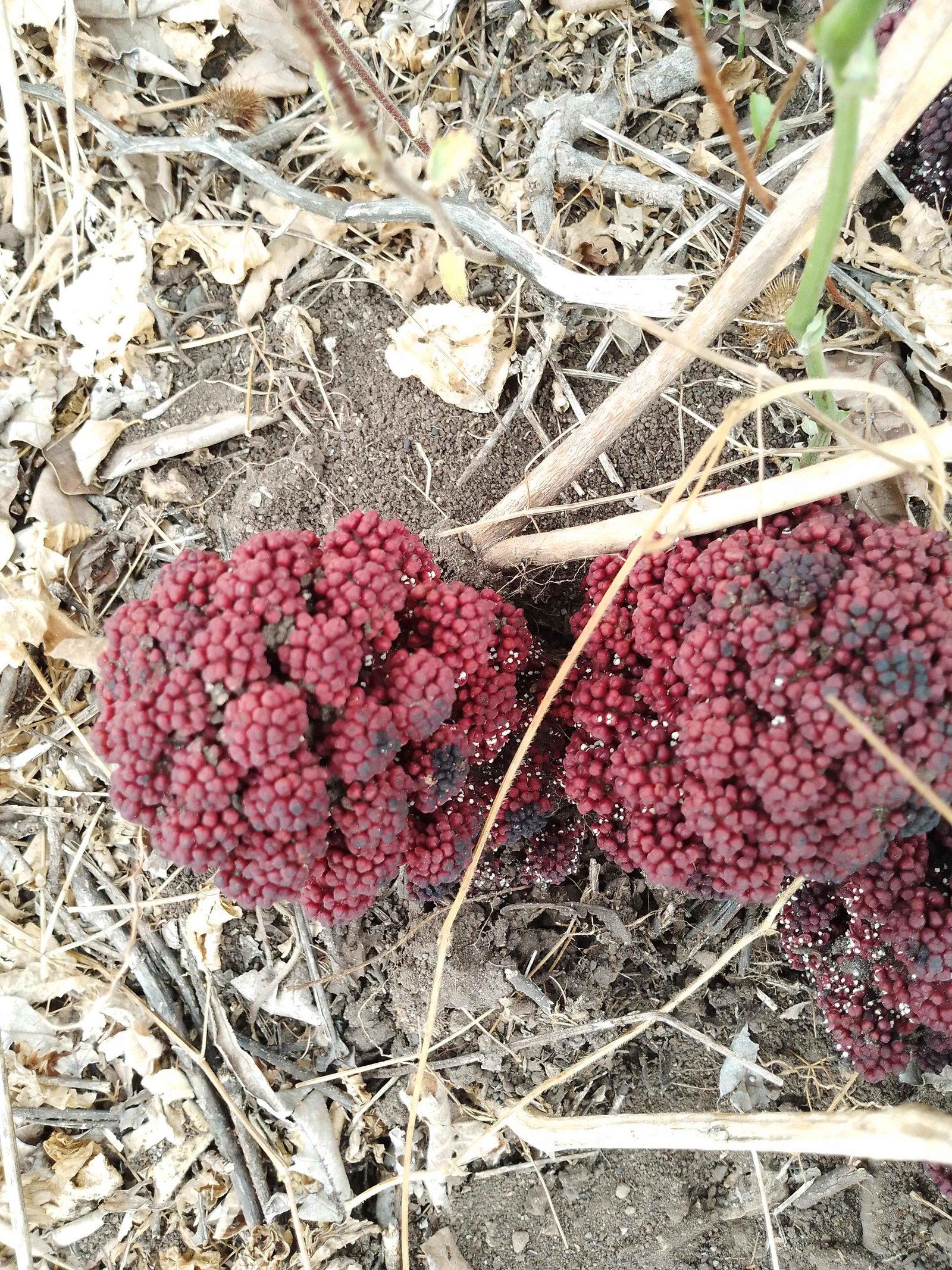 Sacrophyte