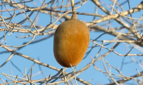 Buyu