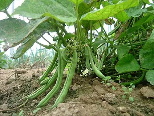 Green Beans